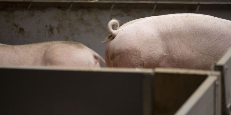 Schweizweit mehr als 10'500 Schweine mussten wegen der ausgebrochenen Seuche getötet werden - gut die Hälfte der Tiere stammte aus Luzerner Betrieben. (Archivbild)