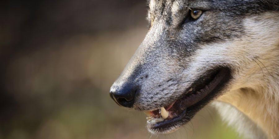 Der Wolfsriss ereignete sich im Streifgebiet des Chöpfenberg-Rudels, bei welchem derzeit eine bewilligte Regulierung durchgeführt wird. (Symbolbild)