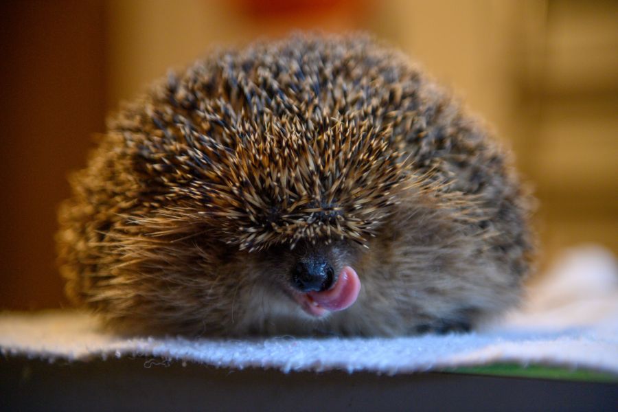 igel