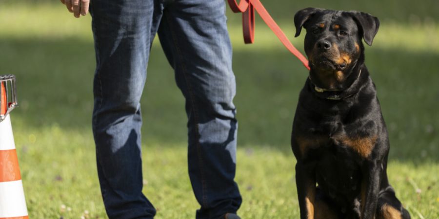 Während die Neuanschaffung von Rottweilern im Kanton Zürich verboten ist, verzichtet der Kanton Schwyz auf das Verbot gewisser Hunderassen. (Archivaufnahme)
