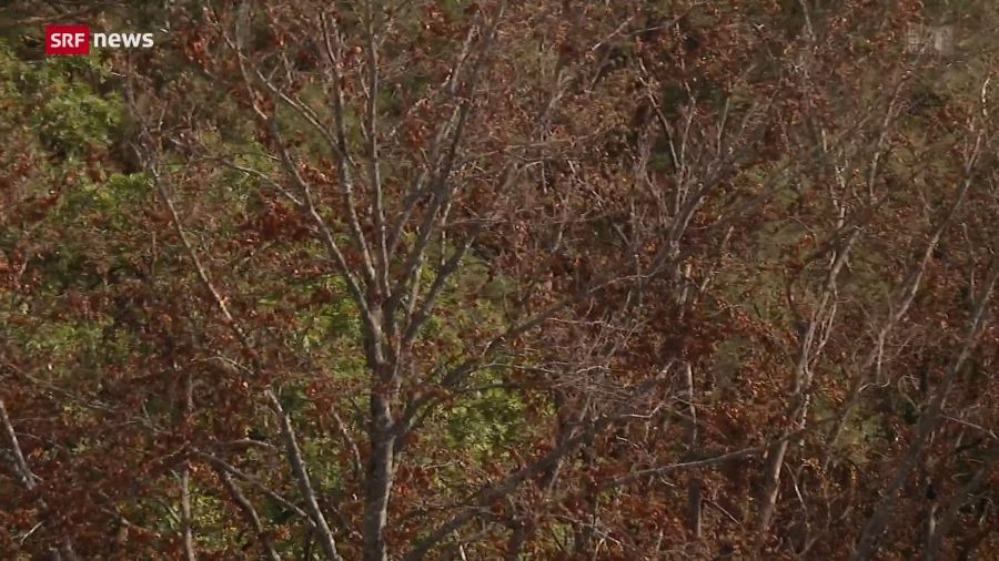 Der Wald hat mit der Trockenheit zu kämpfen. Mit Folgen für die Zukunft.