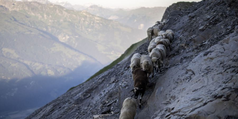 In der Surselva sind bei einem Vorfall im September rund 80 Schafe abgestürzt. (Symbolbild)