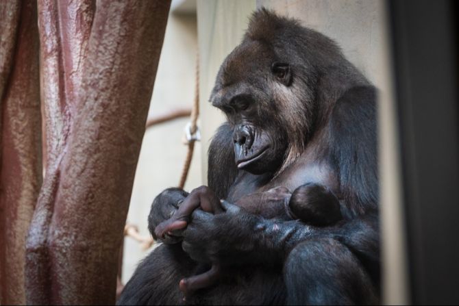Gorilla Zoo Basel