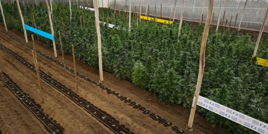 Cannabispflanzen in einem Gewächshaus in Ecuador, in dem Cannabis für medizinische Zwecke angebaut wird.