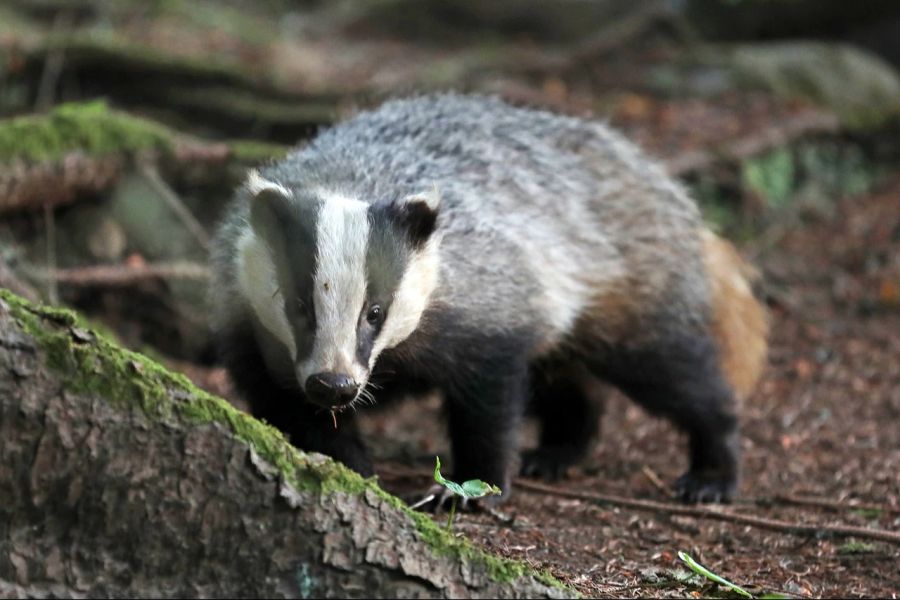 Dachse ärgern Luzerner Hobbygärtnerinnen und Hobbygärtner. Die Wildtiere lassen sich von nichts abschrecken.