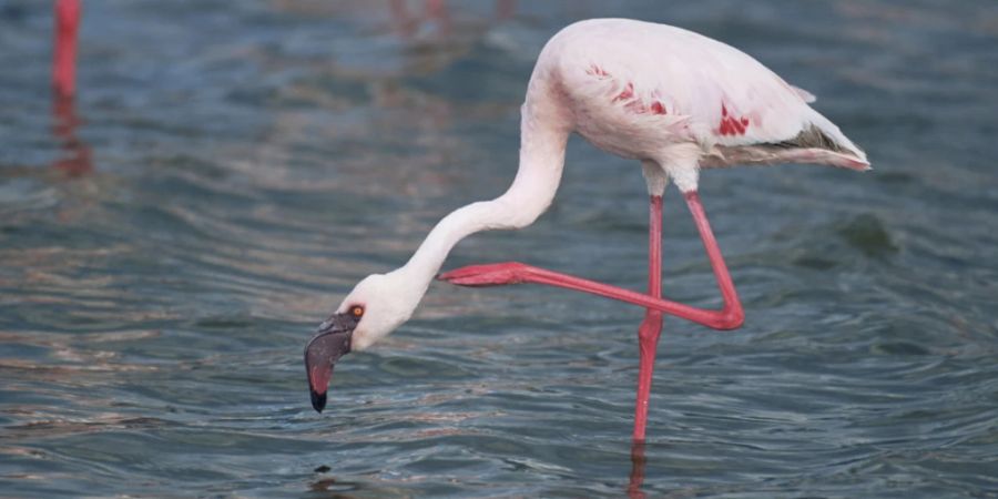 Drei Viertel der Zwergflamingos auf der Welt leben in Ostafrika. (Archivbild)