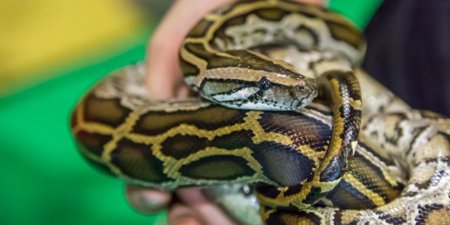 Schlangen zählen zu den exotischeren Tieren, die sich auch als Haustiere grosser Beliebtheit erfreuen.