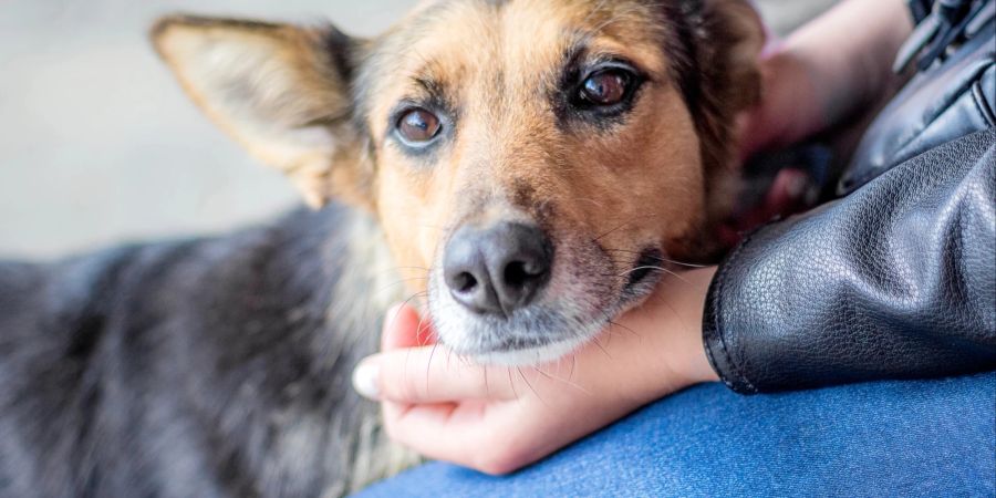 Hund mit Mensch