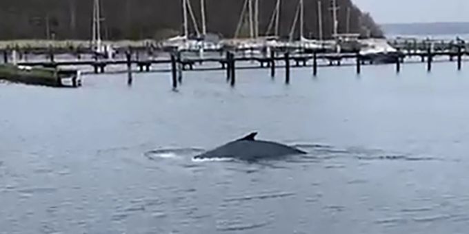 12 Meter lang - Buckelwal in der Flensburger Förde gesichtet