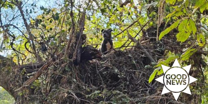 Nach Hurrikan - US-Feuerwehr rettet verschollenen Hund von Baum