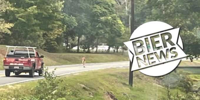 Ausgebüxt - Autofahrer kommt zu spät zur Arbeit – wegen Känguru