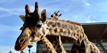Giraffe Luana