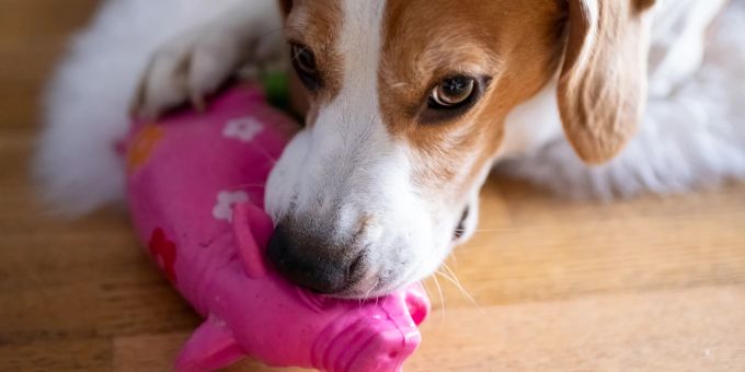 Spielzeugteile können leicht verschluckt werden. Hund mit Gummispielzeug