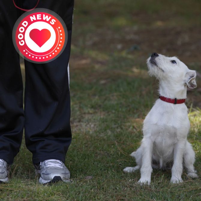 Hunde lindern Schmerzen Menschen