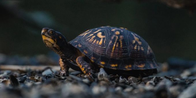 Eine östliche Dosenschildkröte. (Symbolbild) Schildkröten Schmuggel Kanada China