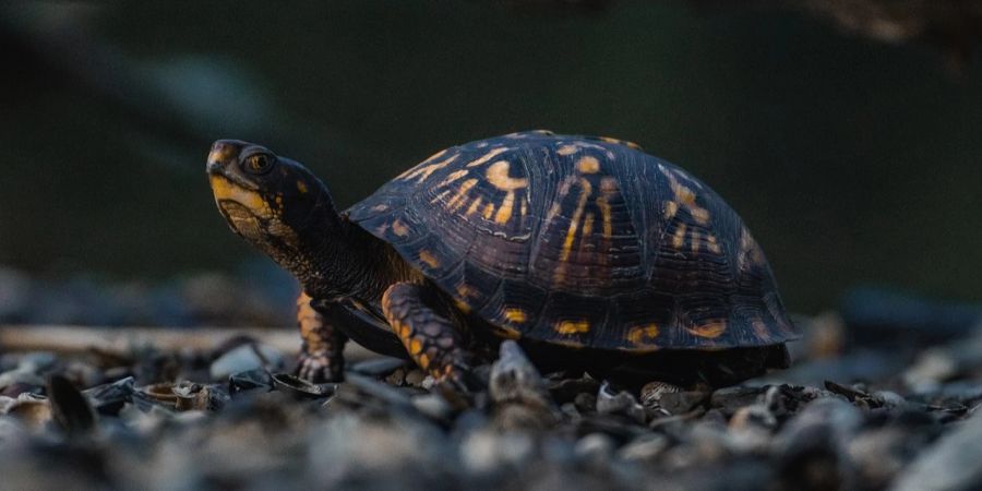 Schildkröten Schmuggel Kanada China