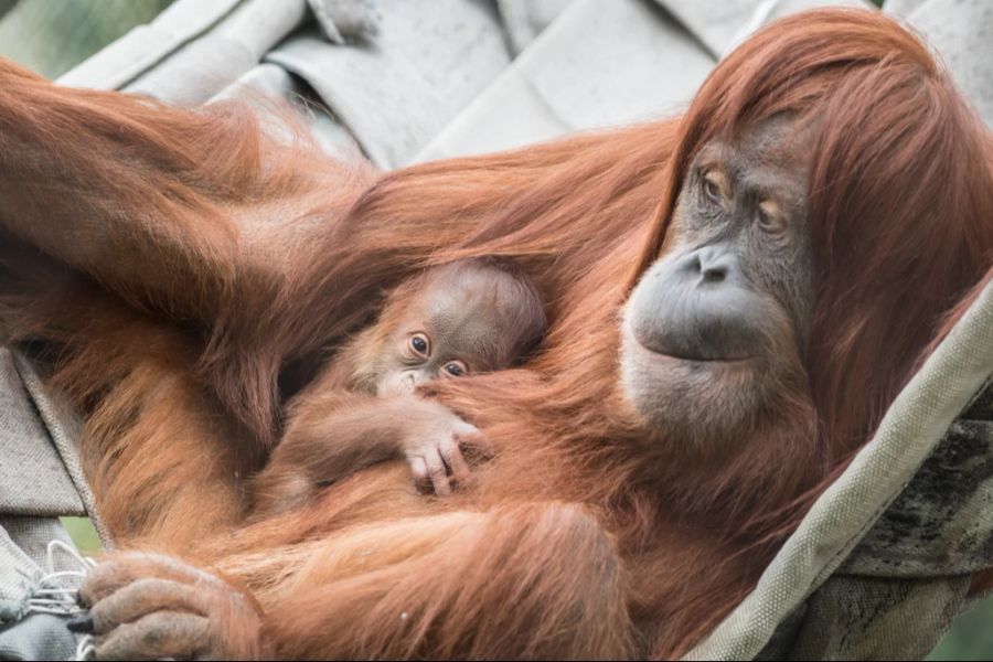 orang-utan mehrlingsgeburten