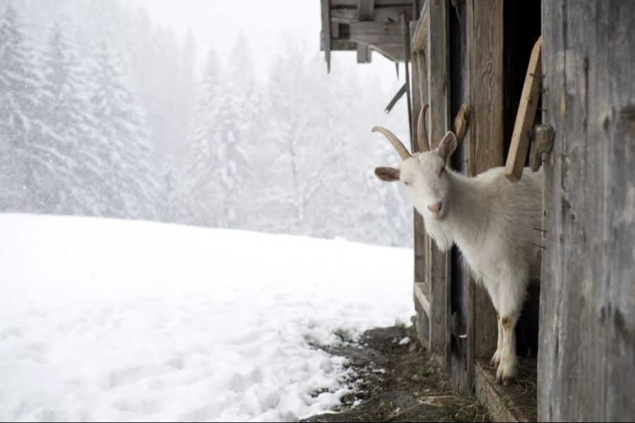 Bereits 1000 Betriebe sind betroffen, in den Kantonen Jura und Thurgau grassiert die Blauzungenkrankheit am meisten. (Symbolbild)