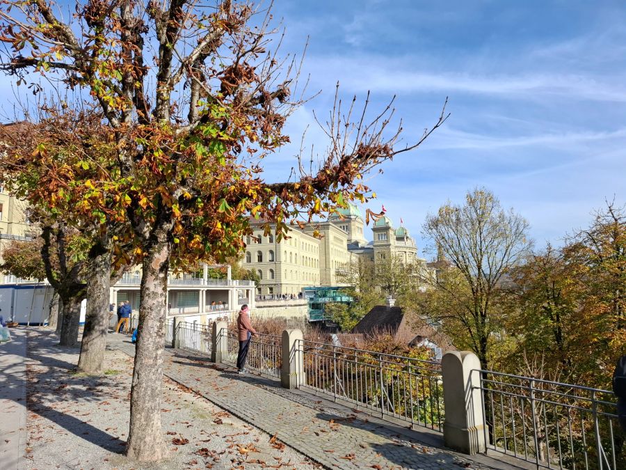 Zwischen den Bäumen gibt es sonst normalerweise Bänkli.