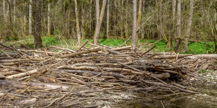 Holz Gewässer Wald Wasser