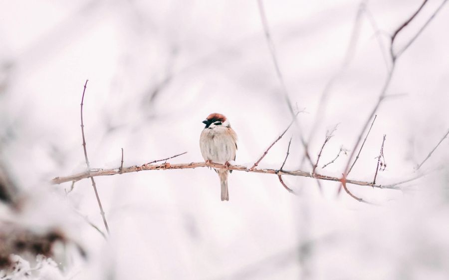 Vogel auf dem Ast, Winter