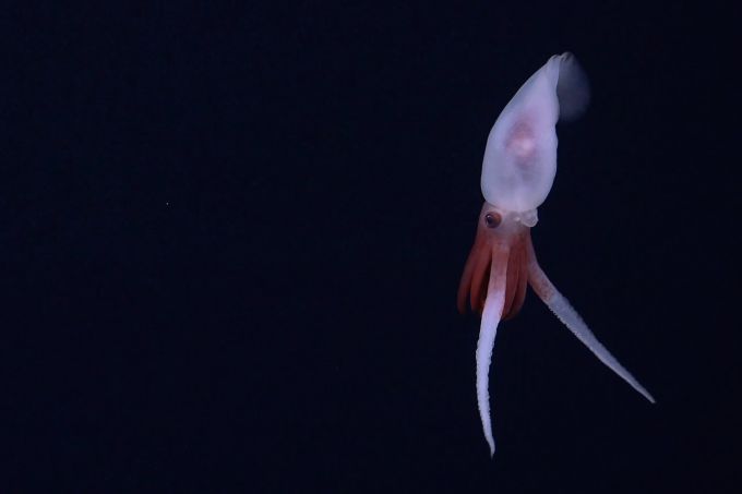 Noch nie zuvor konnten Forscher Aufnahmen von einem Promachoteuthis-Kalmar machen. Promachoteuthis-Kalmar