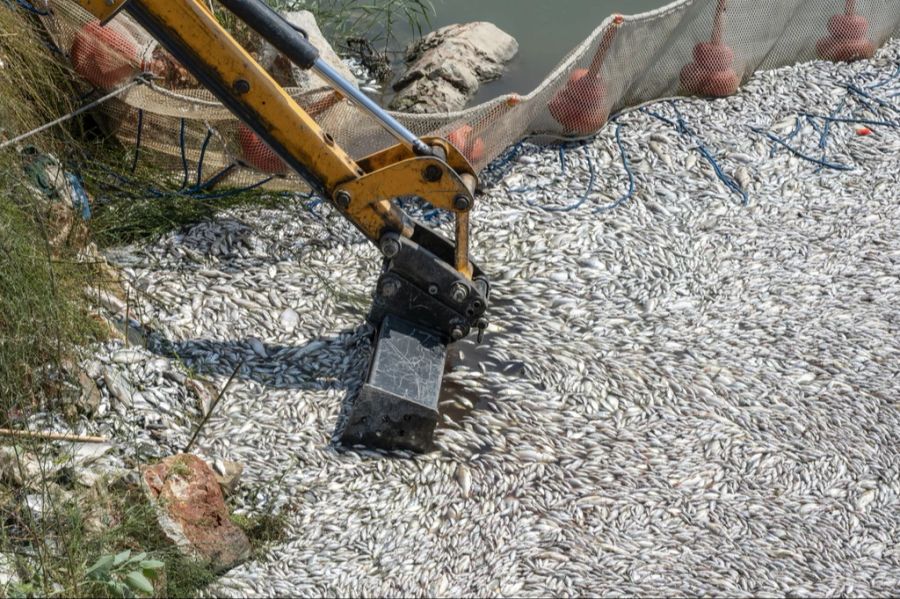 Per Bagger werden die toten Tiere abgetragen.