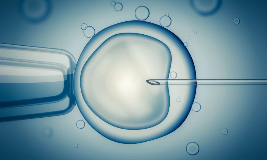 IVF unter Mikroskop