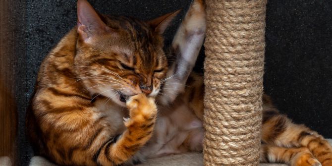 Katze knabbert Pfote, Nägel, Krallen