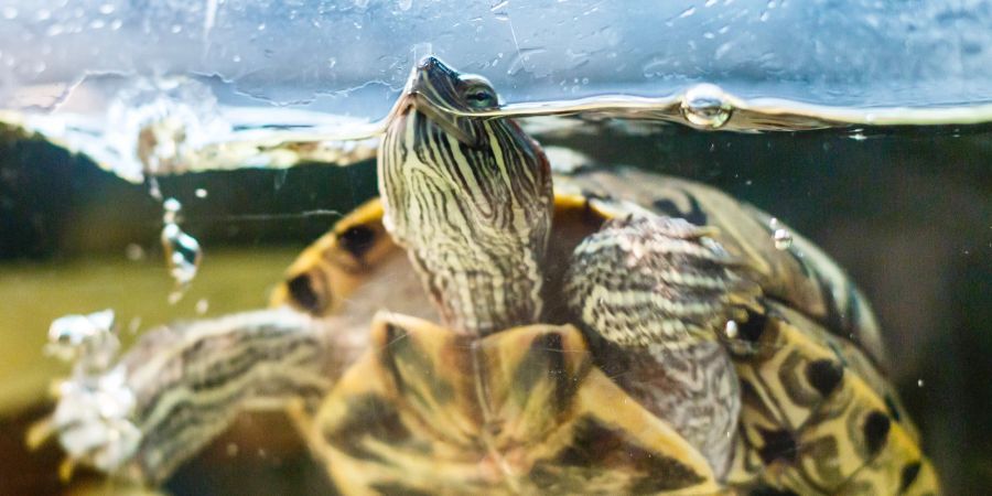 Schildkröte im Aquarium