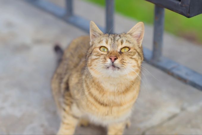 Vorsichtsmanssahmen helfen, die Katze vor Vogelgrippe zu schützen. virus