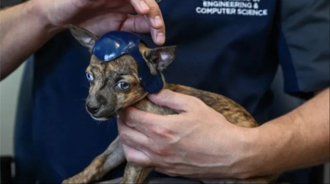 Der blaue Helm gefiel dem Welpen weniger. Hund