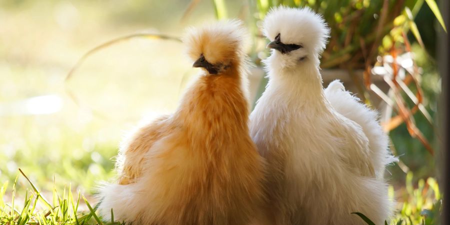 Da Seidenhühner pflegeleicht sind, wird ihre Haltung oft als angenehm empfunden.