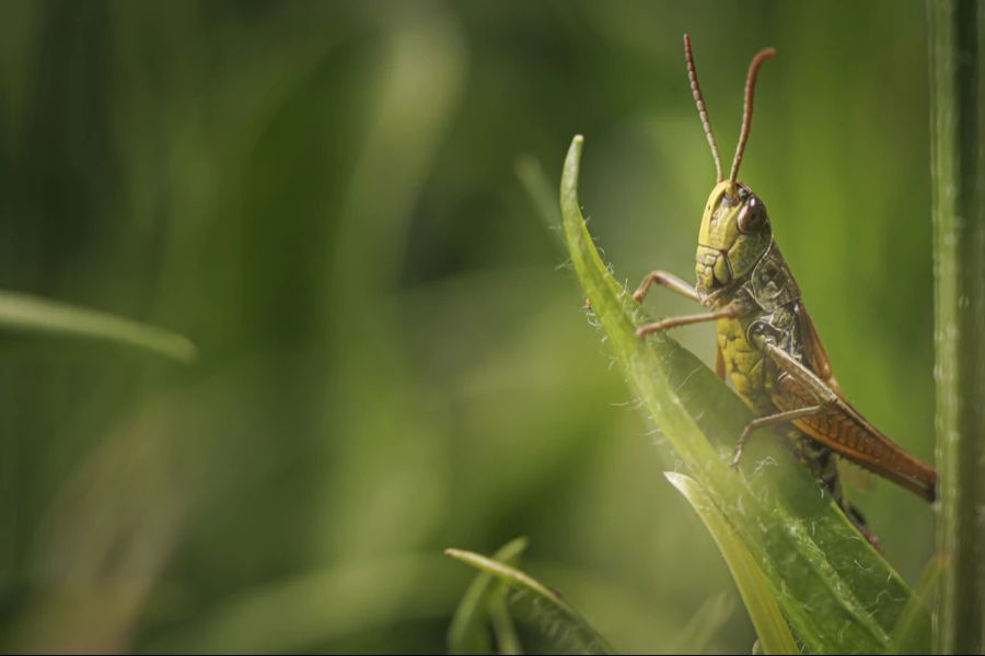 Biodiversitätsinitiative Argumente Info Bundesrat