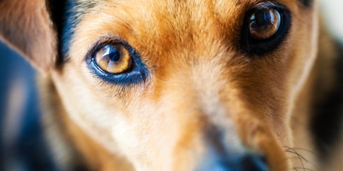 Hunde sind in der Lage, zwei Farbspektren mit ihren Augen wahrzunehmen. Hundeaugen
