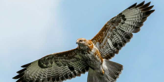 Bussard