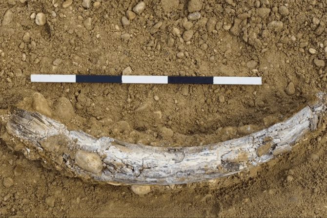 Mammut-Stosszahn Bauarbeiten gefunden Muttenz