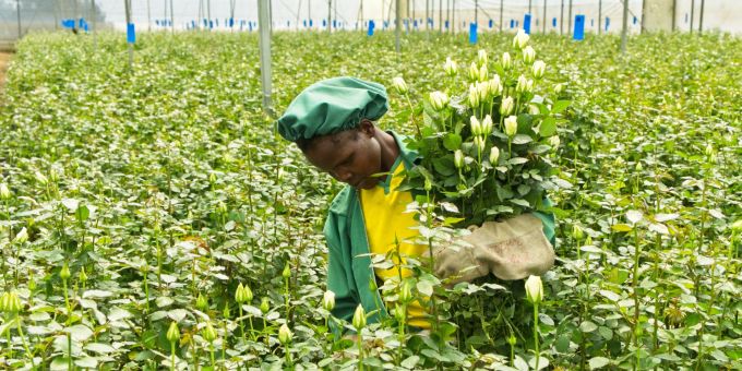 Die Longonot Flower Farm in Kenia. Frau Rosen Plantation Arbeiterin