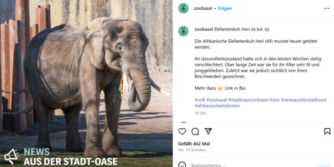 Der Zoo Basel trauert um seine Elefantenkuh Heri. Zoo Basel Elefant
