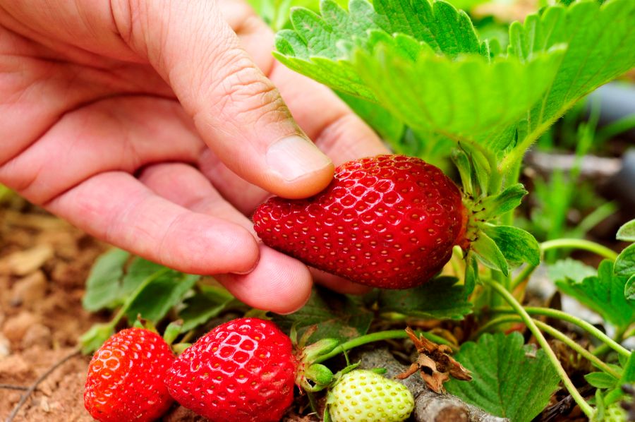 Erdbeeren