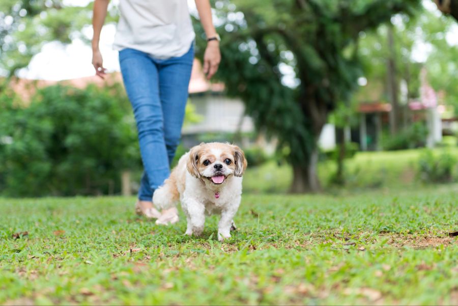 Der Hund konnte durch den Sicherheitsdienst gerettet werden. (Symbolbild)