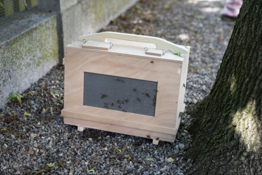 Nach dem Vorfall ist der Bienenstock von einem Imker entfernt und ausserhalb der Stadt neu aufgestellt worden. (Symbolbild)