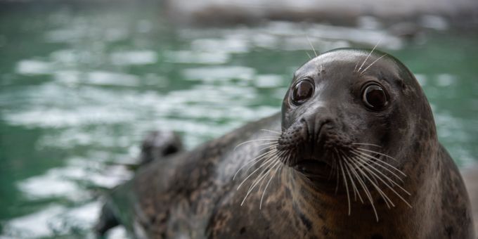 Seehundemännchen Saluk im Tierpark Bern. Seehundemännchen Saluk