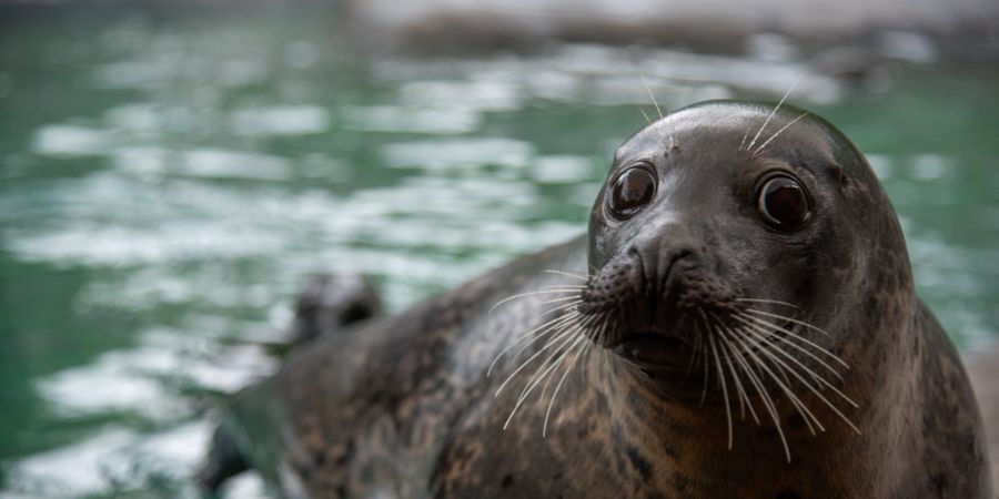 Seehundemännchen Saluk