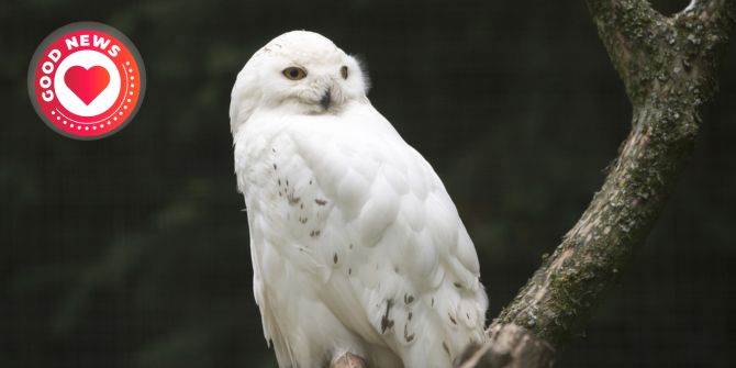 Schneeeule
