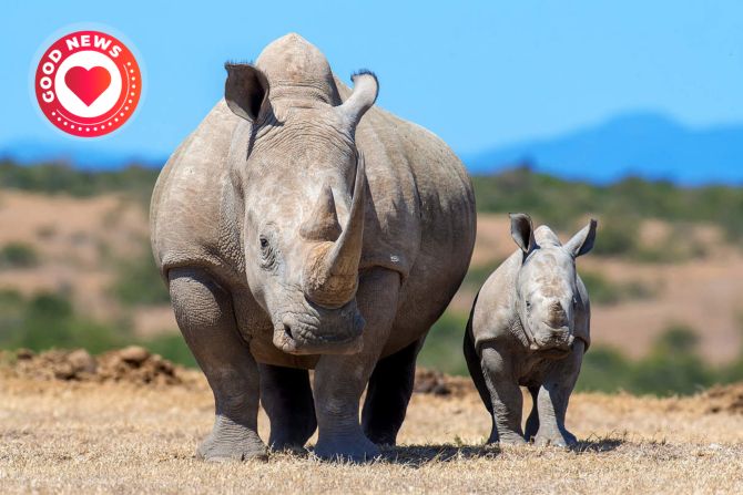 Breitmaulnashorn