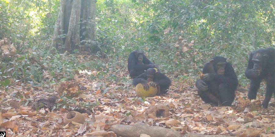Wildlebende Schimpansen nehmen beim Fressen reifer Früchte laut einer Studie regelmässig geringe Mengen Ethanol auf. (Archivbild)