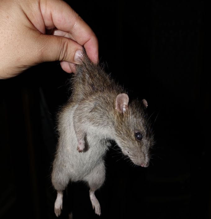 Ein Nachbar gibt an, bereits 20 Ratten gefangen zu haben. (Symbolbild) Rattenplage Rothrist AG Müllsäcke