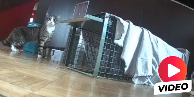 Katze Stadttheater Olten