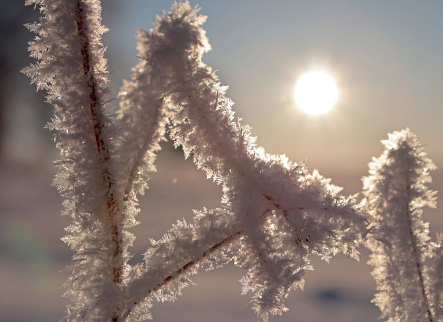Frost Wetter